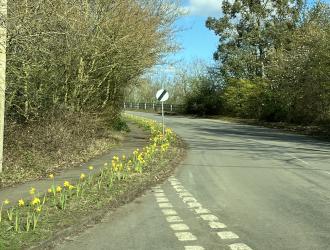 daffodils at road junction spring 2023