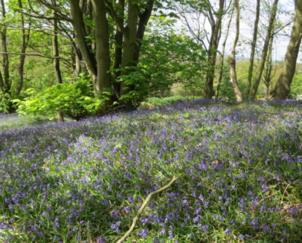 Bluebell carpet