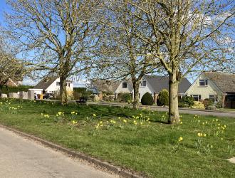 daffodils on the grass verge spring 2023